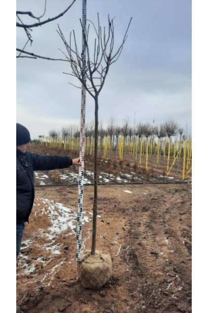 Липа широколиста - ком20кг/вис.180-260см/Ø60-80см